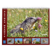 12 month calendar of Alpine marmots 2025 Kalender (Hoes)