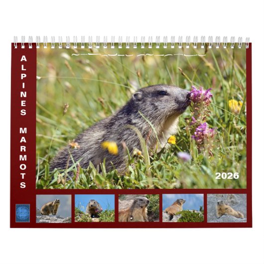 12 month calendar of Alpine marmots 2025 Kalender (Hoes)