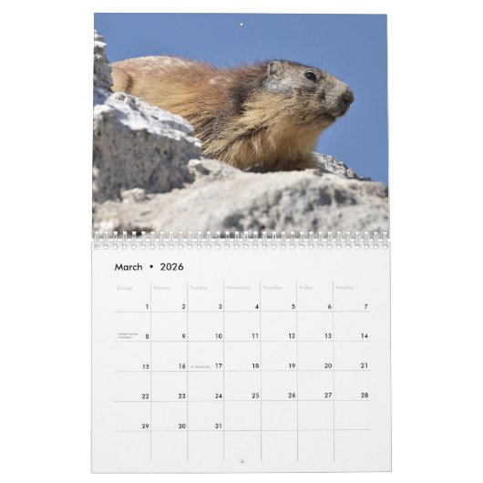 12 month calendar of Alpine marmots 2025 Kalender (Mar 2026)