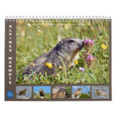 12 month calendar of Alpine marmots 2025 Kalender (Hoes)