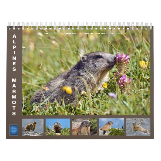 12 month calendar of Alpine marmots 2025 Kalender (Hoes)