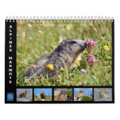 12 month calendar of Alpine marmots 2025 Kalender (Hoes)