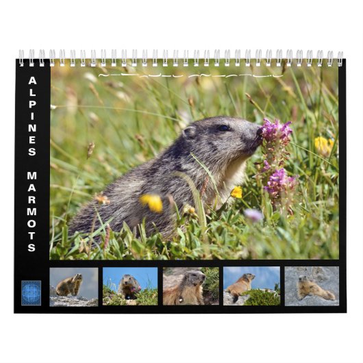 12 month calendar of Alpine marmots 2025 Kalender (Hoes)