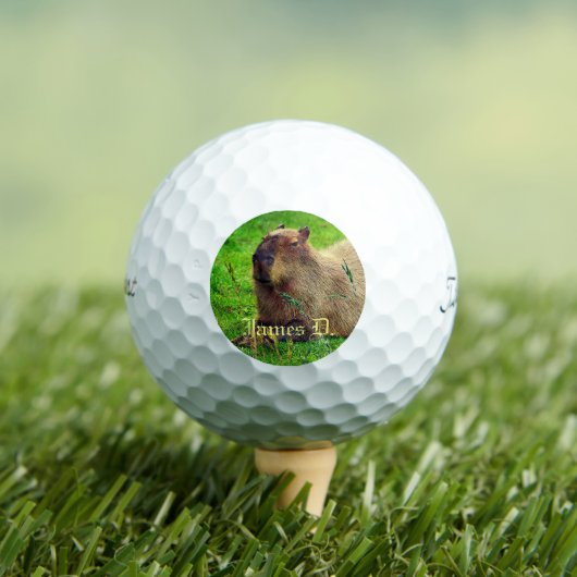 12 Pack- gepersonaliseerd Capybara Animal Golfballen (Insitu Shirt)