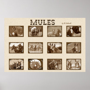 12 stuks poster
