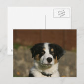 12 weken oud randkraampje van Collie Briefkaart (Voorkant / Achterkant)