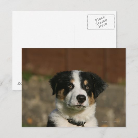 12 weken oud randkraampje van Collie Briefkaart (Voorkant / Achterkant)