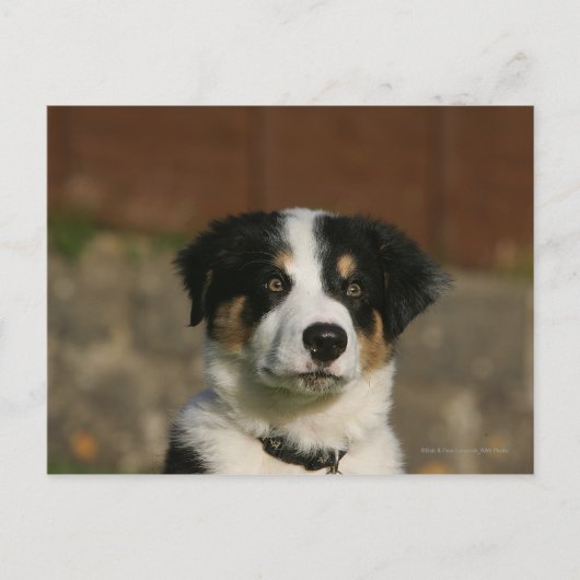 12 weken oud randkraampje van Collie Briefkaart (Voorkant)