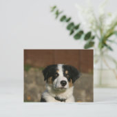 12 weken oud randkraampje van Collie Briefkaart (Staand voorkant)