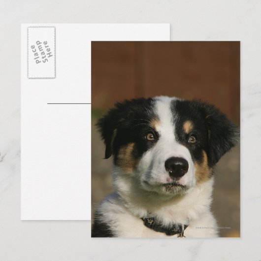 12 weken oud randkraampje van Collie Briefkaart (Voorkant / Achterkant)