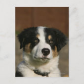 12 weken oud randkraampje van Collie Briefkaart (Voorkant)