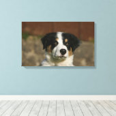 12 weken oud randkraampje van Collie Canvas Afdruk (Insitu (Houten vloer))