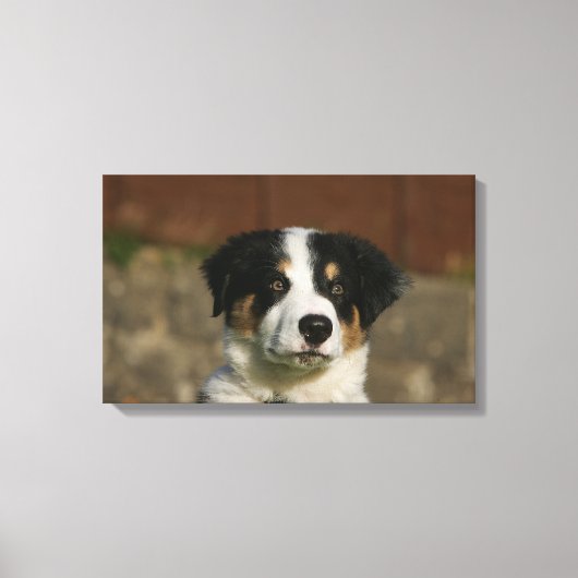 12 weken oud randkraampje van Collie Canvas Afdruk (Voorkant)