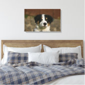 12 weken oud randkraampje van Collie Canvas Afdruk (Insitu (Slaapkamer))