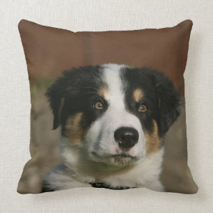 12 weken oud randkraampje van Collie Kussen