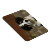 12 weken oud randkraampje van Collie Magneet (Rechterzijde)