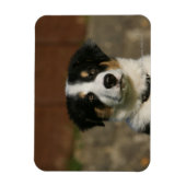 12 weken oud randkraampje van Collie Magneet (Verticaal)