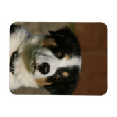 12 weken oud randkraampje van Collie Magneet (Horizontaal)