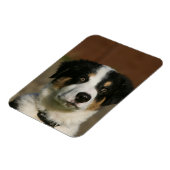 12 weken oud randkraampje van Collie Magneet (Linkerzijde)