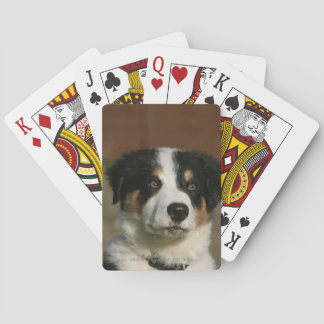 12 weken oud randkraampje van Collie Pokerkaarten