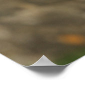 12 weken oud randkraampje van Collie Poster (Hoek)