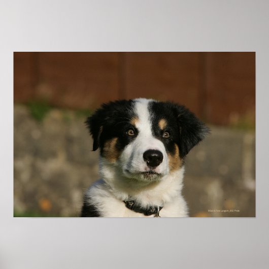 12 weken oud randkraampje van Collie Poster (Voorkant)