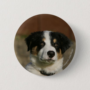 12 weken oud randkraampje van Collie Ronde Button 5,7 Cm
