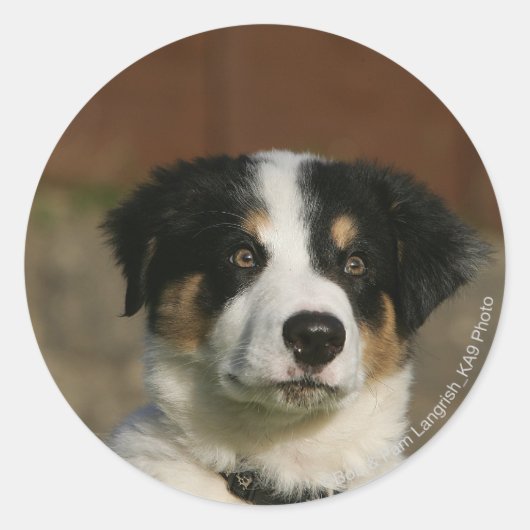 12 weken oud randkraampje van Collie Ronde Sticker (Voorkant)