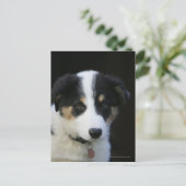 12 weken oude grenskraam briefkaart (Staand voorkant)