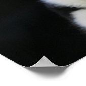 12 weken oude grenskraam poster (Hoek)