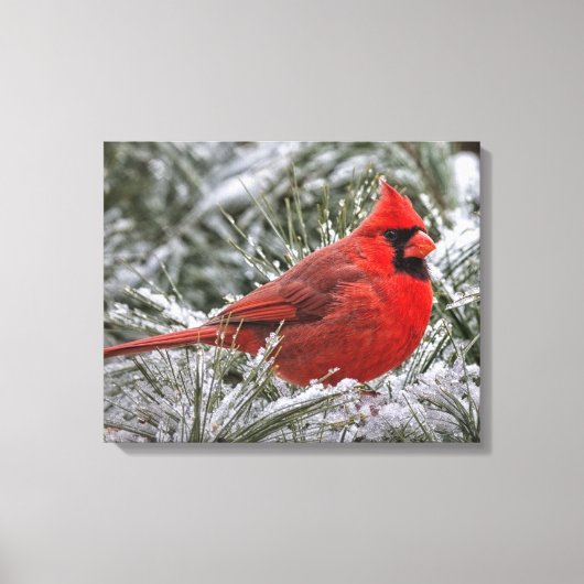 12 x12 Canvas De rode kardinaal Afdruk (Voorkant)