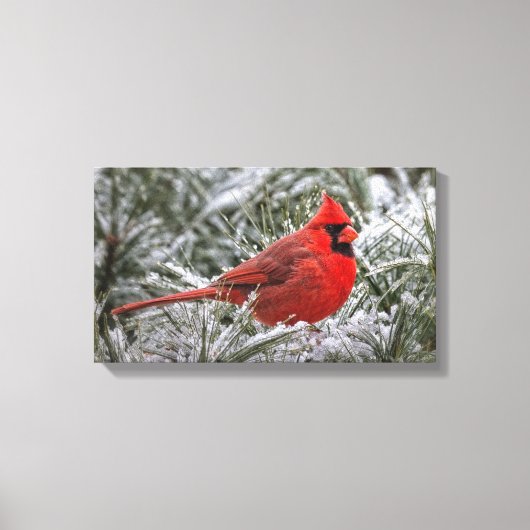12 x12 Canvas De rode kardinaal Afdruk (Voorkant)