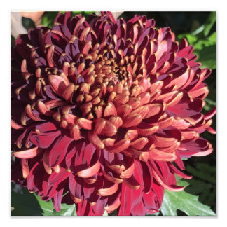 12"x12" Chrysanthemum Foto Afdruk