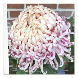 12"x12" Chrysanthemum Foto Afdruk