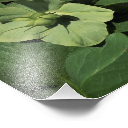 12"x12"Groene Hellebore Foto Afdruk (Hoek)
