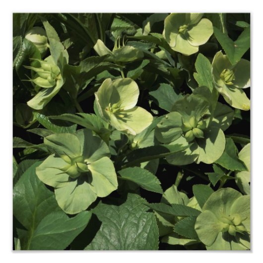12"x12"Groene Hellebore Foto Afdruk (Voorkant)
