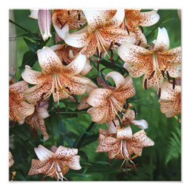 12"x12" Lelies Foto Afdruk