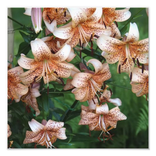 12"x12" Lelies Foto Afdruk (Voorkant)