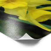 12"x12" Narcissen Foto Afdruk (Hoek)