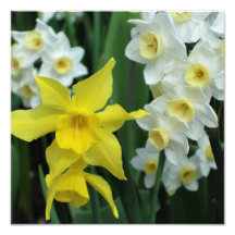 12"x12" Narcissen
