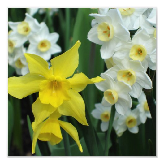 12"x12" Narcissen Foto Afdruk (Voorkant)
