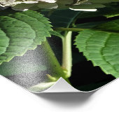 12"x12" Panicle Hydrangea Foto Afdruk (Hoek)