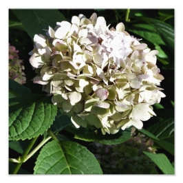 12"x12" Panicle Hydrangea Foto Afdruk