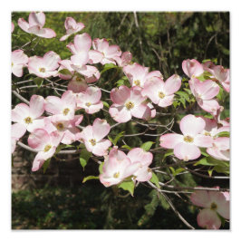 12"x12" Pink Dogwood" Foto Afdruk