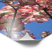 12 "x12" Roze Dogwood Foto Afdruk (Hoek)