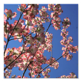 12 "x12" Roze Dogwood Foto Afdruk