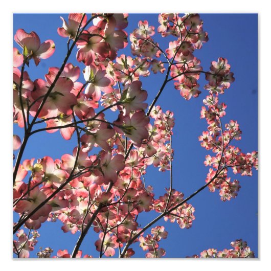 12 "x12" Roze Dogwood Foto Afdruk (Voorkant)