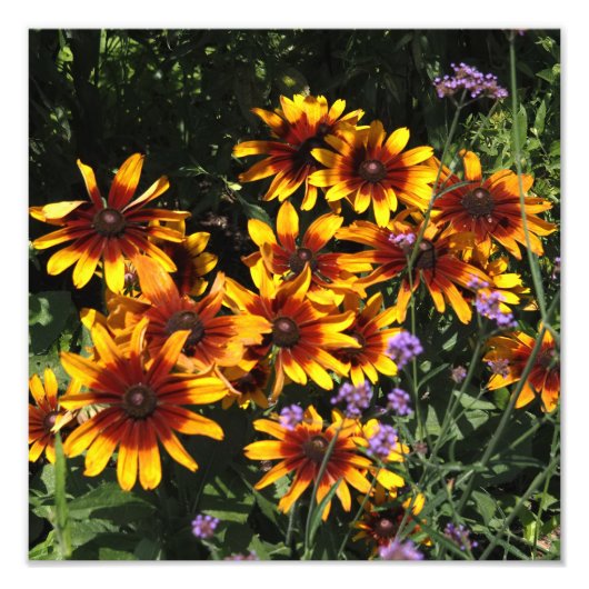 12"x12" Rudbeckia Foto Afdruk (Voorkant)