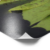 12"x12" Waterlelie Foto Afdruk (Hoek)