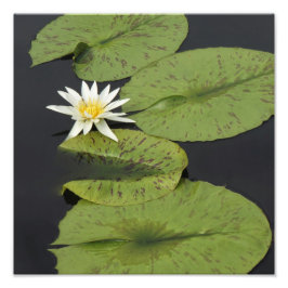 12"x12" Waterlelie Foto Afdruk